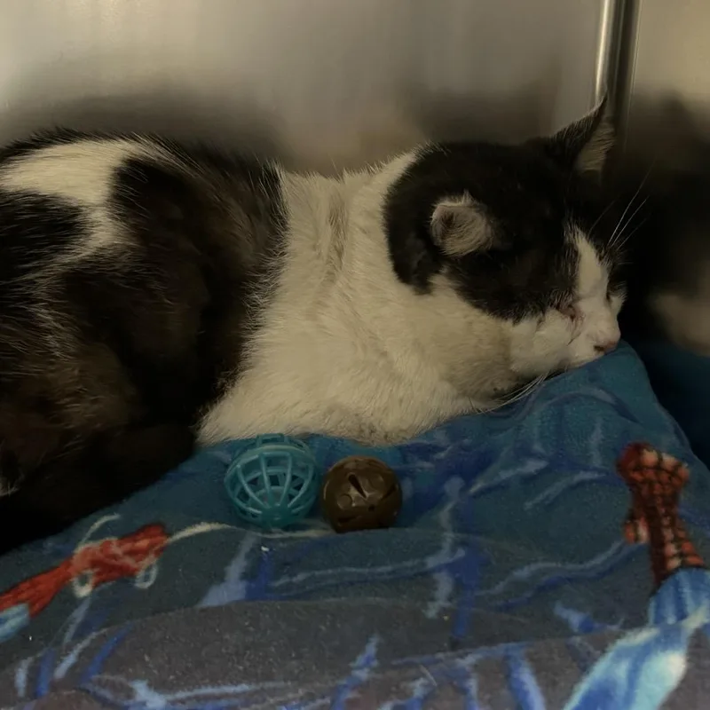 Ted Scratch thumbnail 4