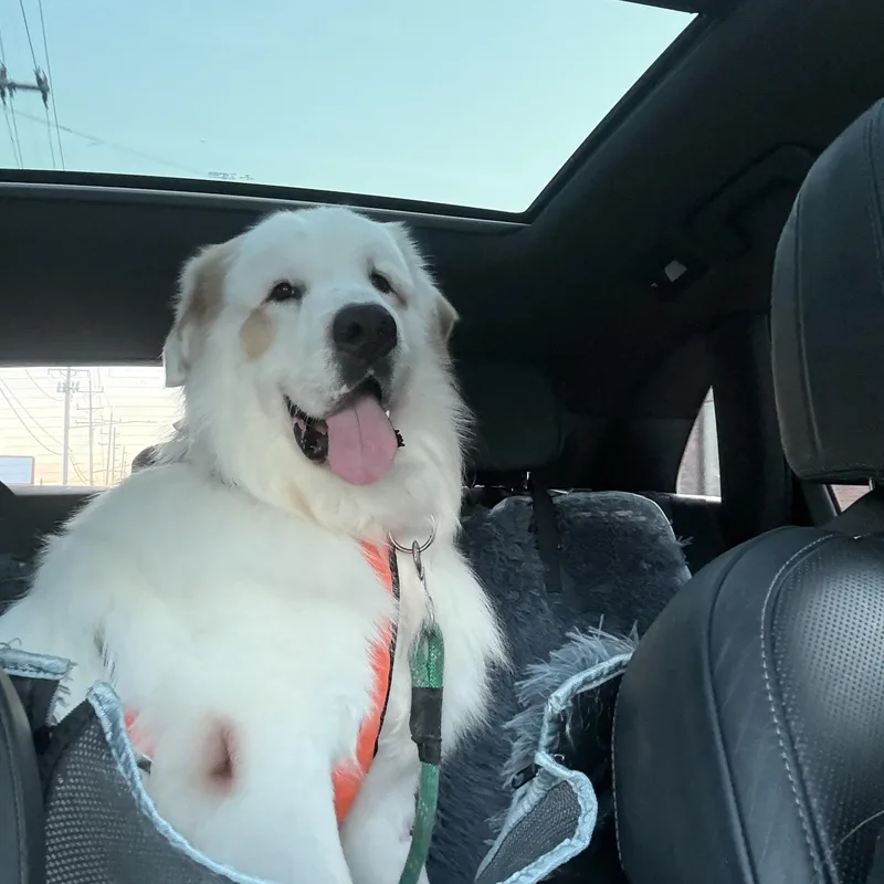 An adult extra large-sized male White / Cream Pyrenean Shepherd dog named Oberon for adoption in Cincinnati, OH