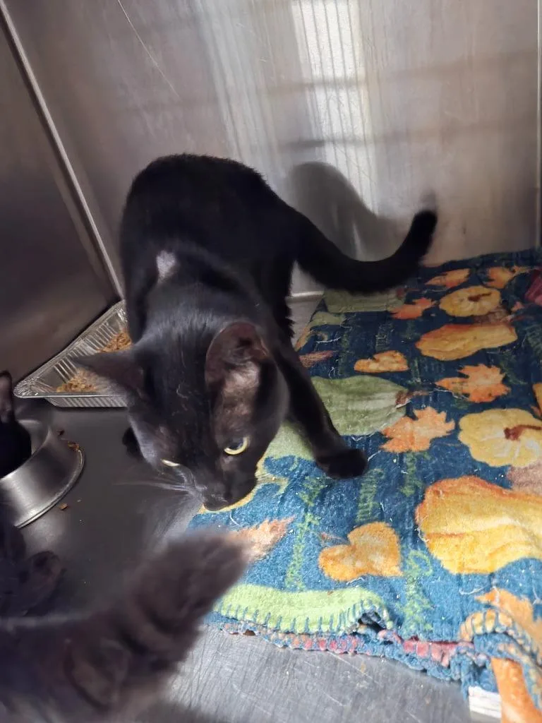 A young medium-sized male Domestic Short Hair cat named DADECATDragon for adoption in Rome, GA