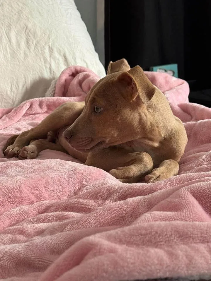A baby medium-sized female Terrier dog named Darby for adoption in Baker, LA