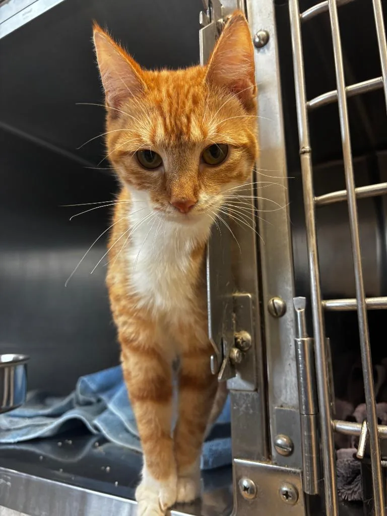 A young medium-sized female Domestic Short Hair cat named Velma for adoption in Lima, OH