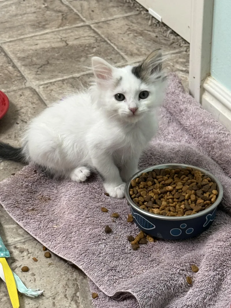 A baby medium-sized female Calico Domestic Short Hair cat named Lady Jayne for adoption in Fruit Heights, UT