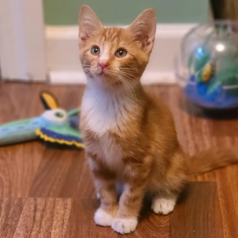 A baby medium-sized male Domestic Short Hair cat named Sparky for adoption in Mt Pleasant, SC