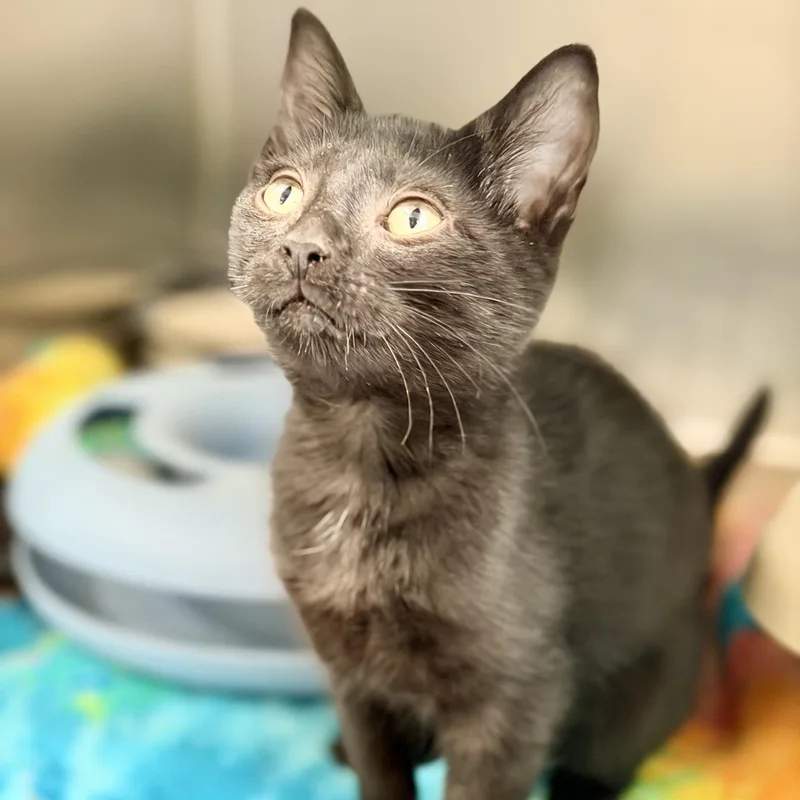 A baby medium-sized male Black Domestic Short Hair cat named Georgie for adoption in Jackson, NJ