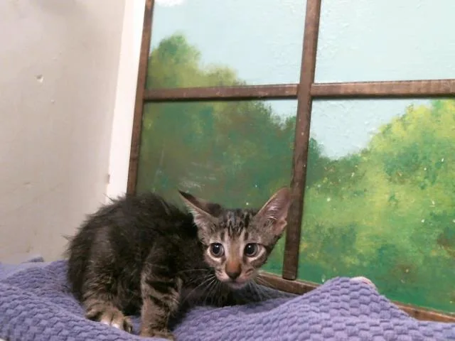 A baby small-sized male Domestic Short Hair cat named Felix for adoption in Houston, TX