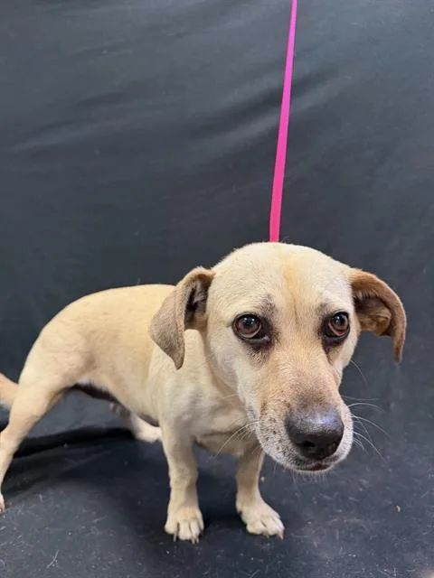 An adult medium-sized female Dachshund dog named A for adoption in Winter Haven, FL