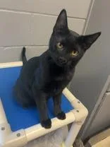 A young medium-sized male Black American Shorthair cat named Keanu for adoption in Gainesville, TX
