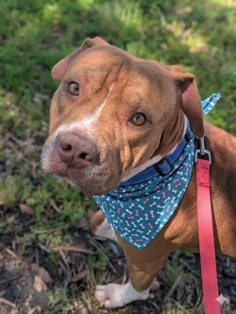 A young medium-sized male Mixed Breed dog named David Wayne for adoption in Jacksonville, FL