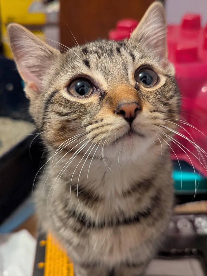 A baby medium-sized male Tabby (Buff / Tan / Fawn) Domestic Short Hair cat named Raj for adoption in Morristown, NJ