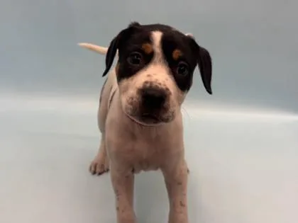 A baby large-sized female Pit Bull Terrier dog named Apricot for adoption in Golden Valley, MN