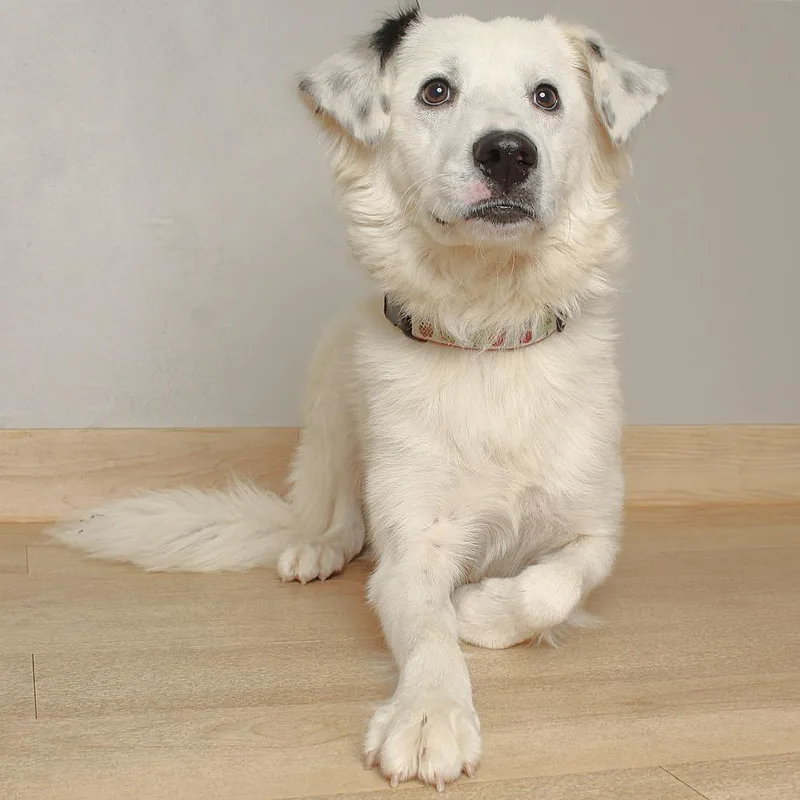 A young medium-sized female White / Cream Border Collie dog named Feather D for adoption in Minnetonka, MN