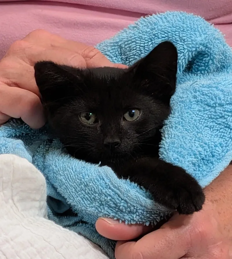 A baby medium-sized male Domestic Short Hair cat named Merv for adoption in Floyd, VA