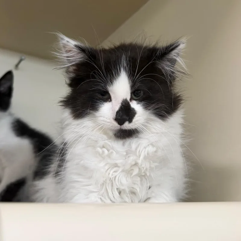 A baby small-sized male White Domestic Long Hair cat named Woody for adoption in Spanish Fork, UT
