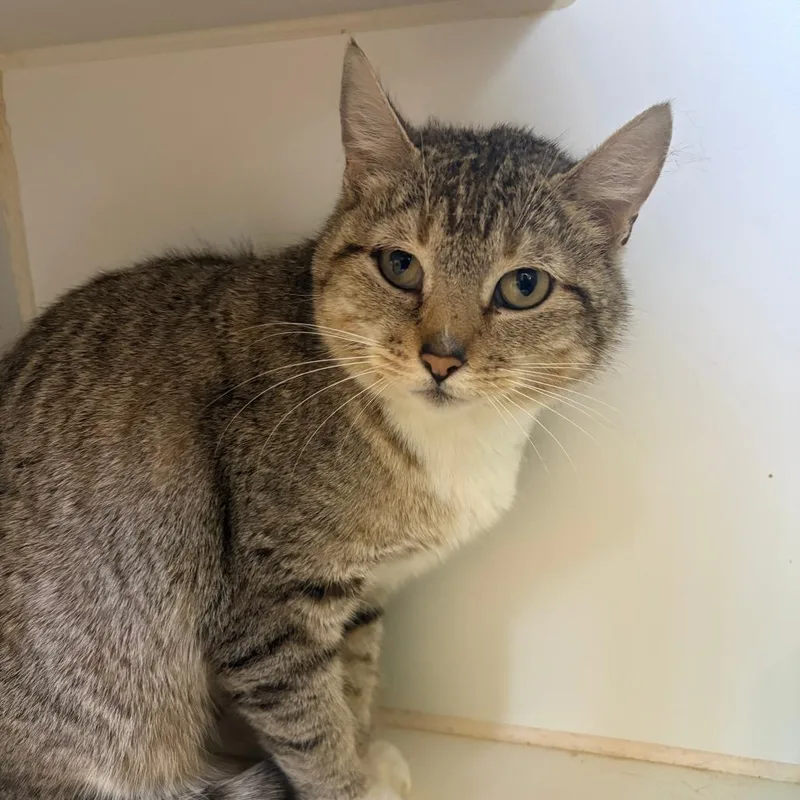 An adult medium-sized female Tabby (Brown / Chocolate) Domestic Short Hair cat named Fancy for adoption in Grass Valley, CA