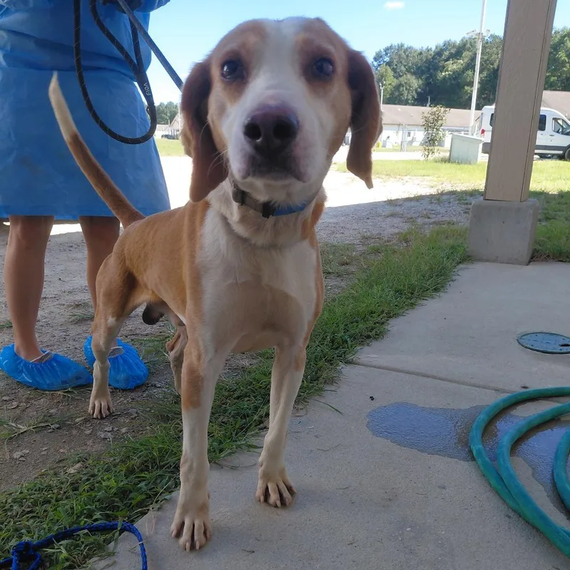 An adult medium-sized male Black Coonhound dog named Banjo for adoption in LOXAHATCHEE, FL
