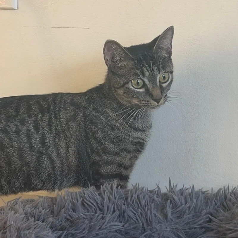 A young small-sized female Brown / Chocolate Domestic Short Hair cat named Sage for adoption in Durham, NC
