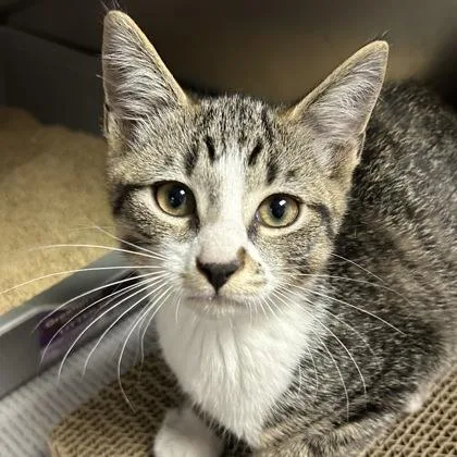 A young small-sized male Brown / Chocolate Domestic Short Hair cat named Blake for adoption in North Myrtle Beach, SC