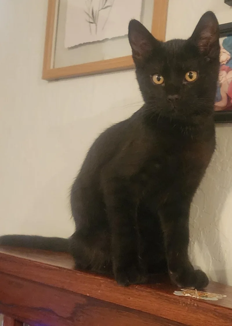 A baby medium-sized male Black Domestic Short Hair cat named Meatball for adoption in Sonora, CA
