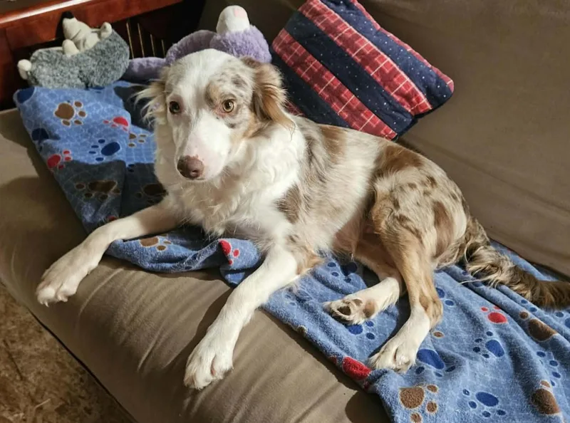 An adult medium-sized female Border Collie dog named Fury for adoption in Seymour, IN