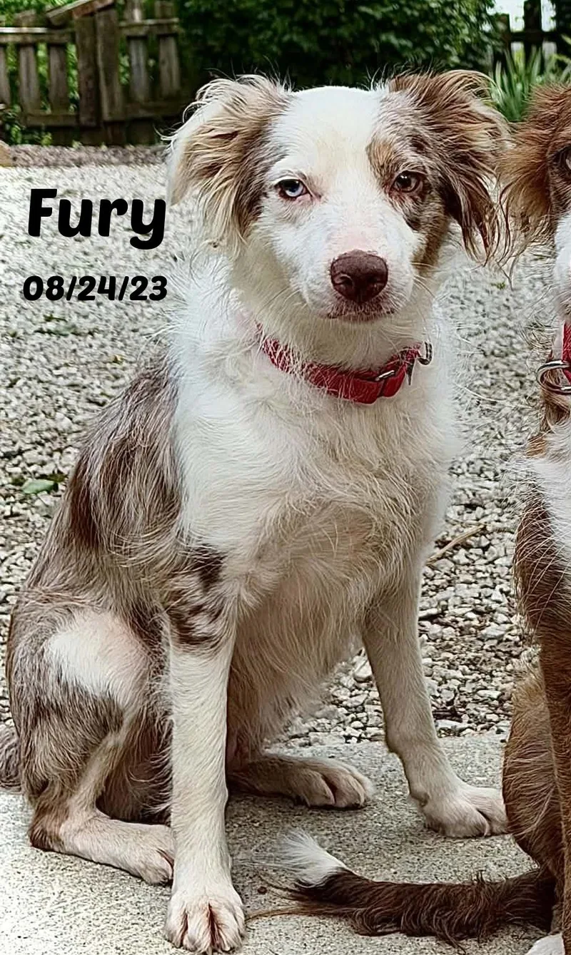 Fury thumbnail 3