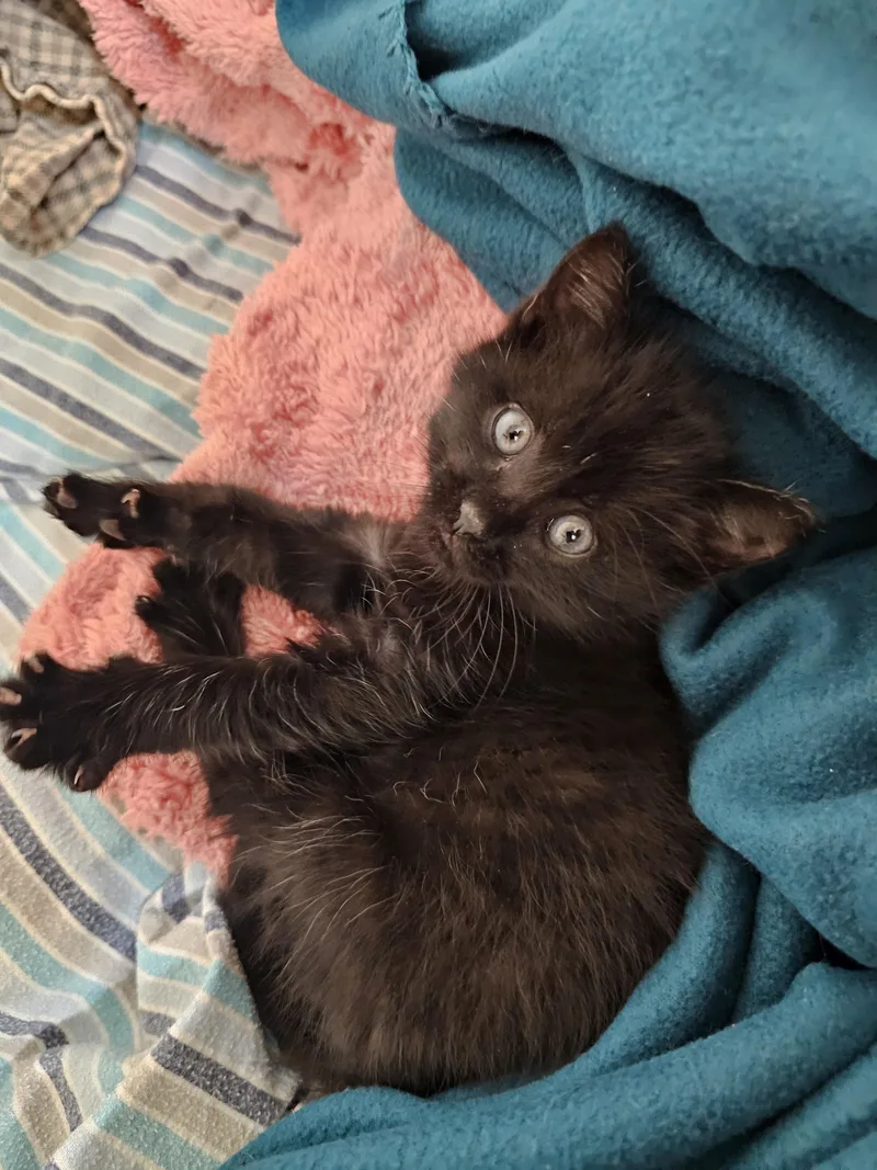 A baby medium-sized male Black Domestic Short Hair cat named Enz for adoption in Fruit Heights, UT