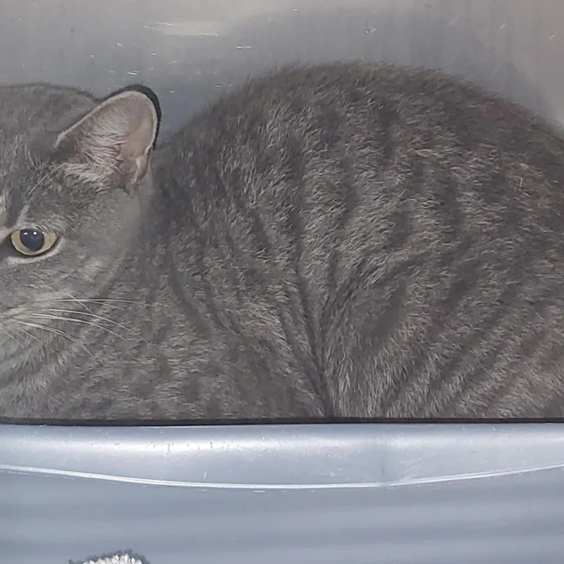 A young small-sized female Gray / Blue / Silver Domestic Short Hair cat named Fancy for adoption in Mocksville, NC