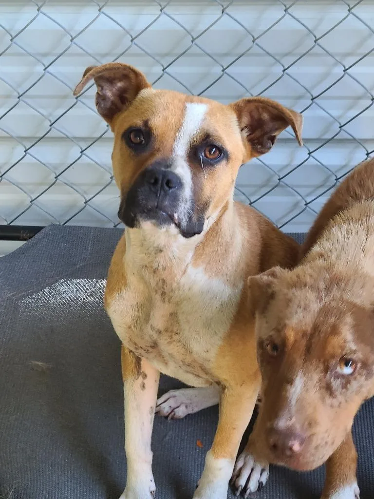 A young medium-sized female Boxer dog named Lucrecia for adoption in Swainsboro, GA