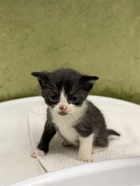 A baby small-sized female Domestic Short Hair cat named Toadette for adoption in Riverside, CA