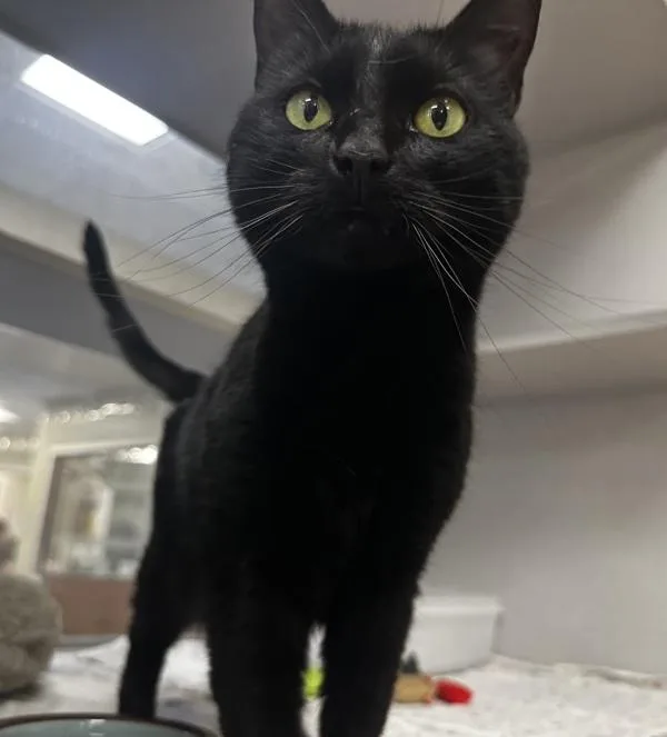 A senior medium-sized female Domestic Short Hair cat named Penelope for adoption in Stratham, NH