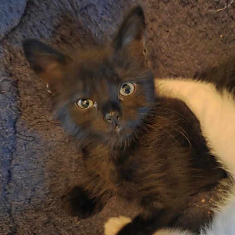 A baby small-sized male Domestic Short Hair cat named Cuff Links for adoption in Cumming, GA