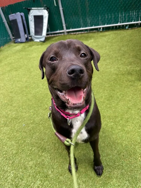A young large-sized male Mixed Breed dog named Mopple for adoption in New York, NY