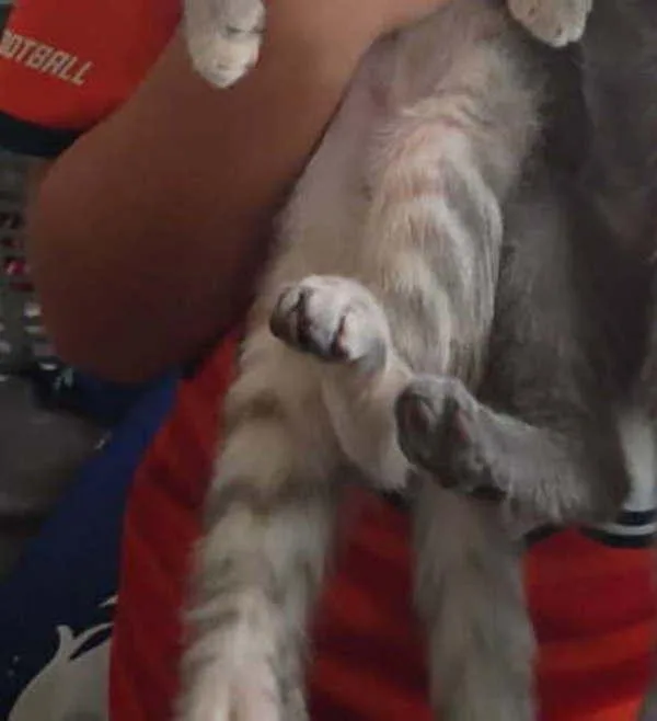 A baby small-sized female Domestic Short Hair cat named Swamp for adoption in El Cajon, CA