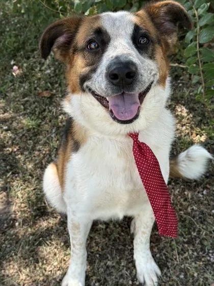 An adult medium-sized male Mixed Breed dog named Sparkie for adoption in Gulfport, MS