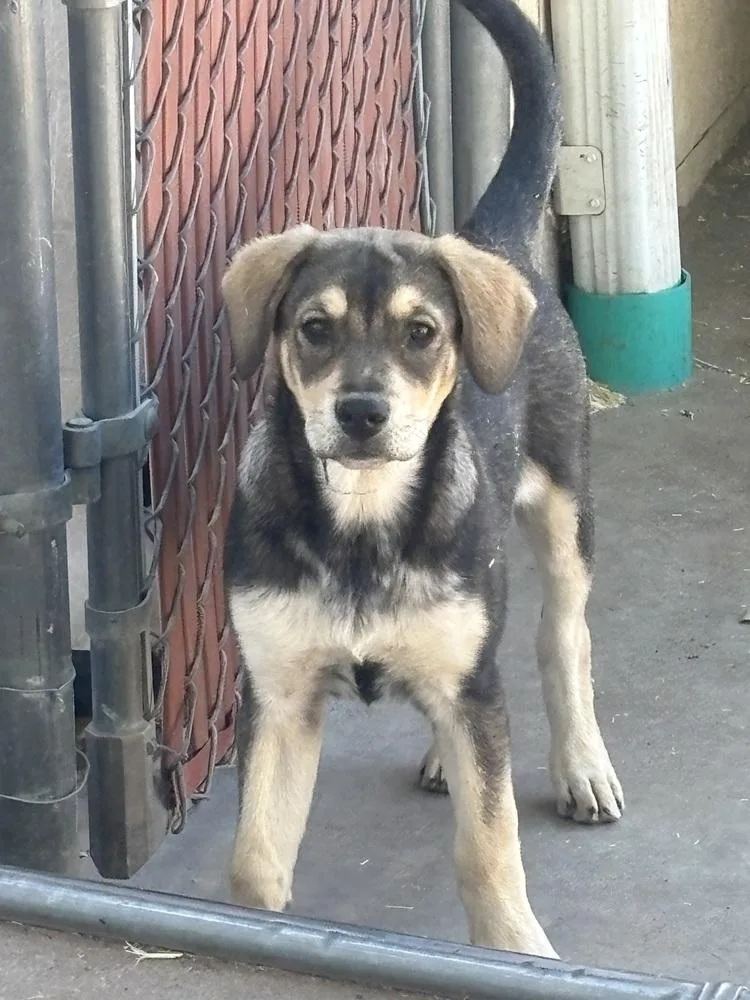 A baby medium-sized female Brown / Chocolate Shepherd dog named Asha for adoption in Lafayette, CO