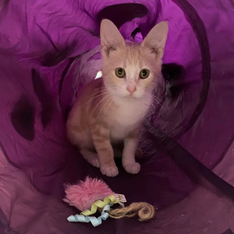 A baby small-sized male Orange / Red Domestic Short Hair cat named Rhett for adoption in Herrin, IL