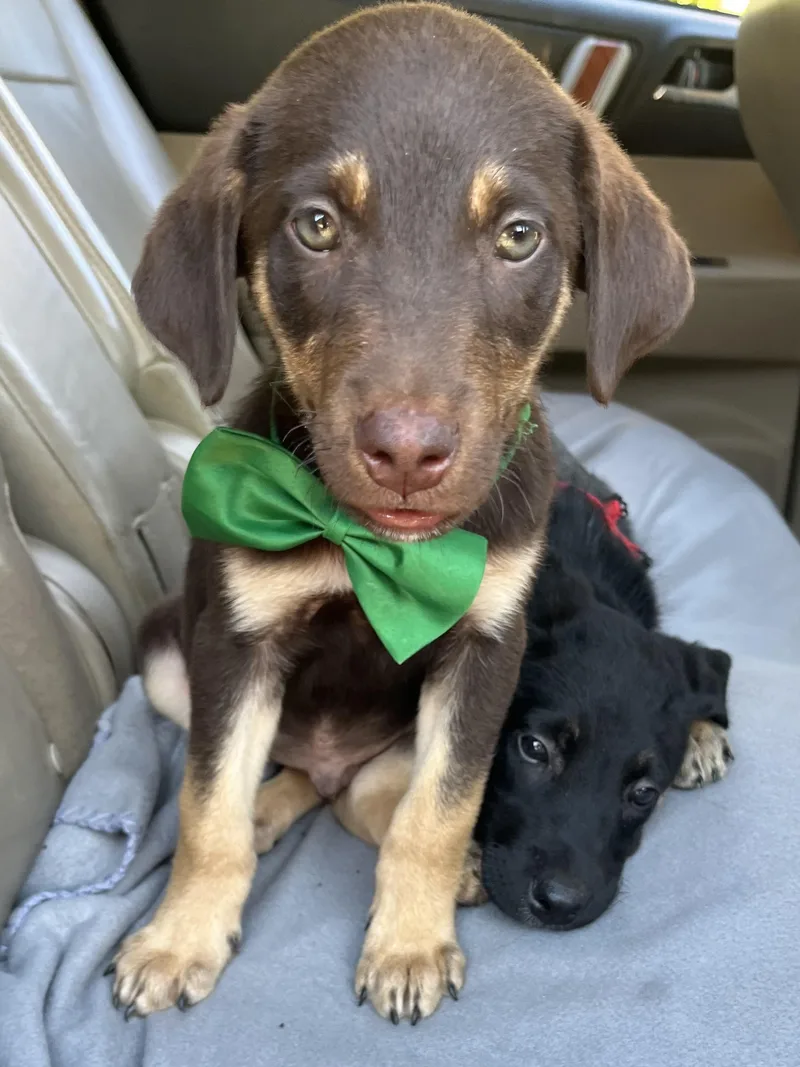 A baby medium-sized male Chocolate Labrador Retriever dog named Hershey for adoption in Gilbert, SC