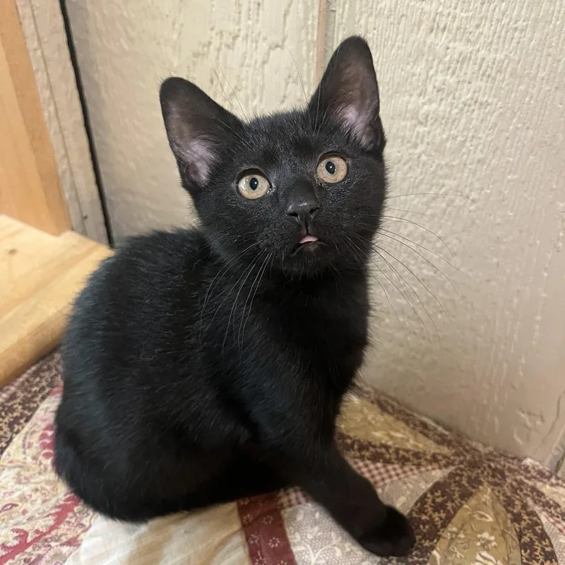 A baby small-sized female Black Domestic Short Hair cat named Faith for adoption in Abingdon, MD