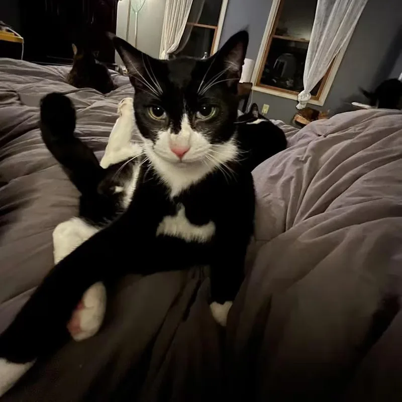 An adult medium-sized male Black & White / Tuxedo Domestic Short Hair cat named Duke for adoption in Toms River, NJ