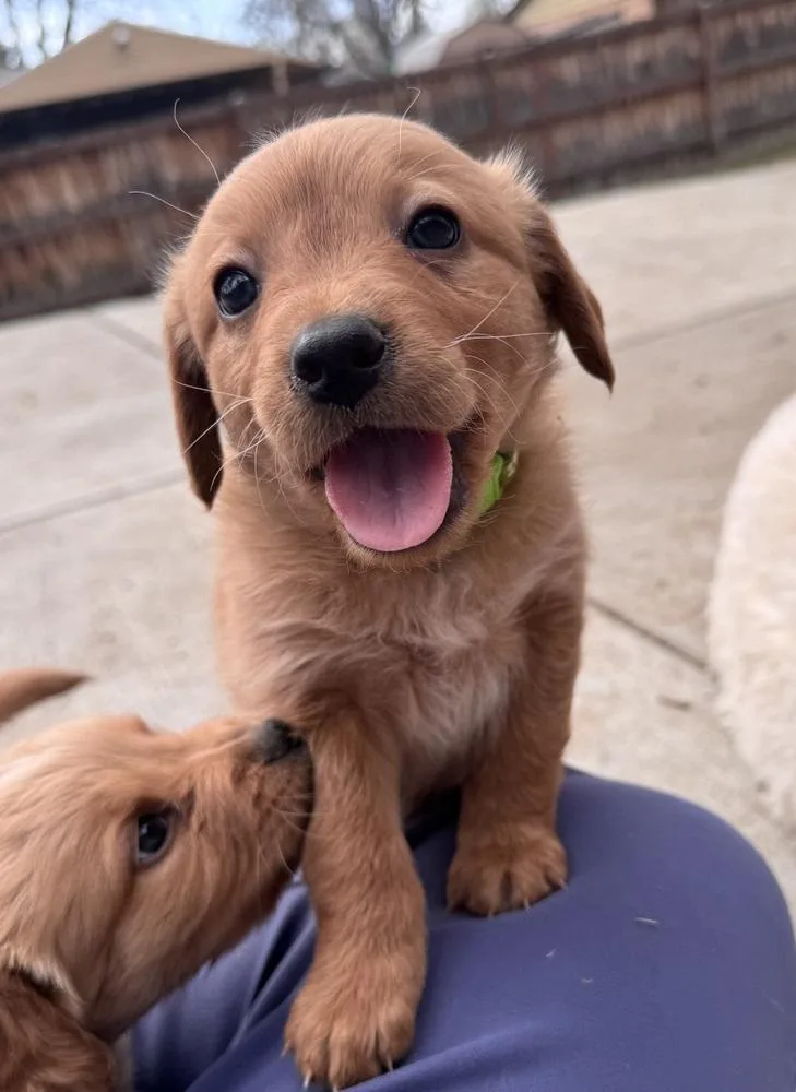 Check  Briar thumbnail 2