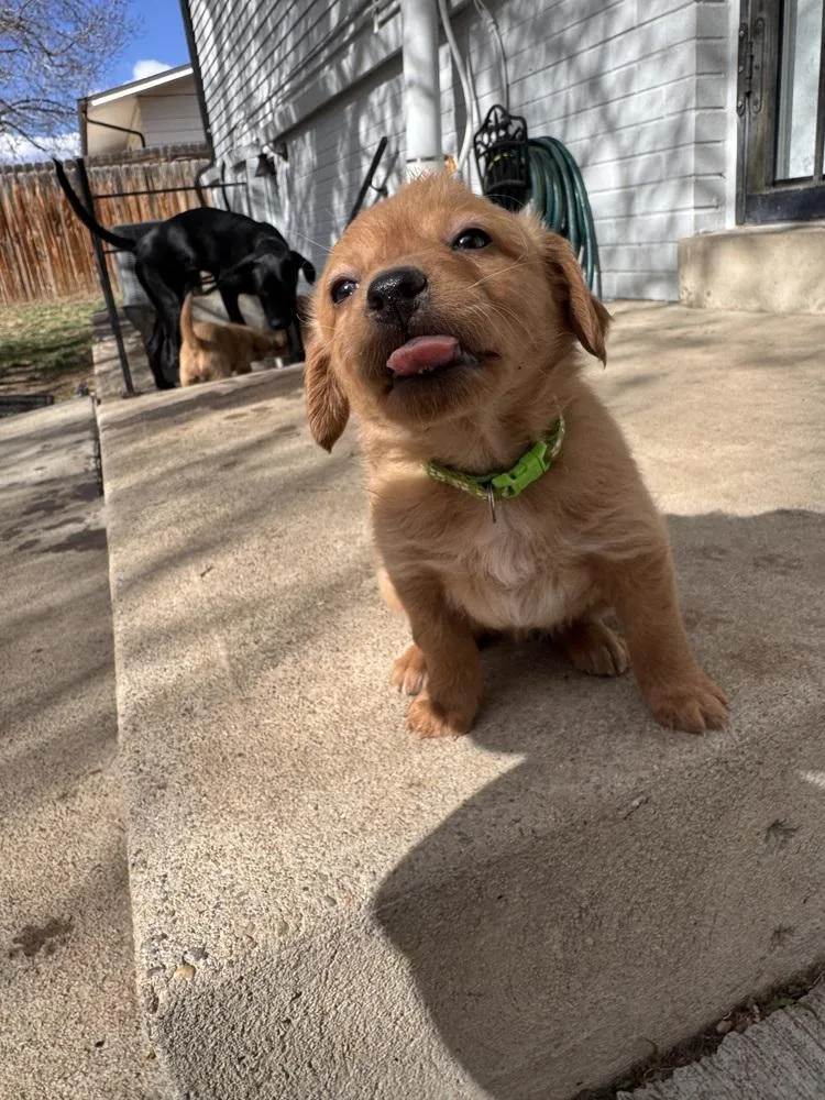 Check  Briar thumbnail 3