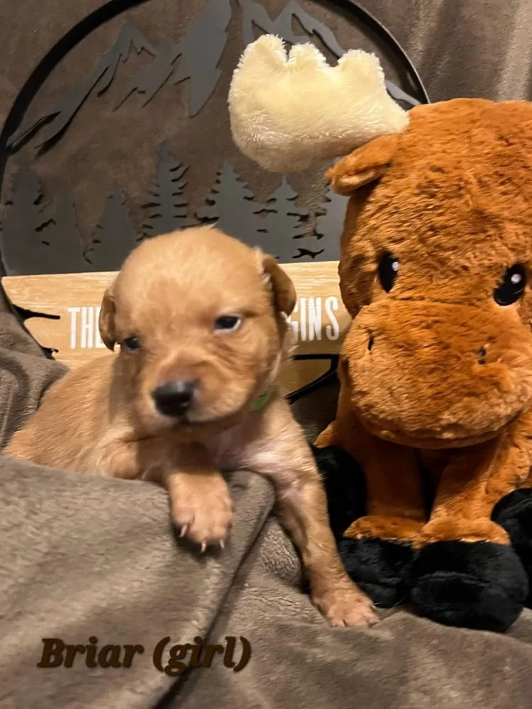 Check  Briar thumbnail 4