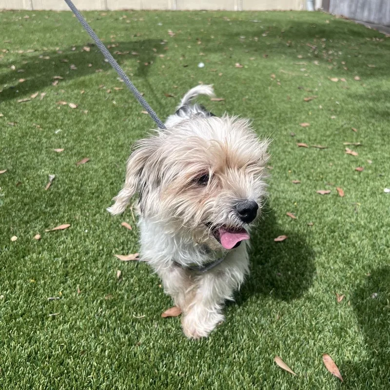A senior small-sized male White / Cream Mixed Breed dog named Snoopy for adoption in LOXAHATCHEE, FL