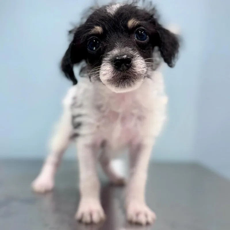 A baby small-sized female White / Cream Terrier dog named Ruby for adoption in Portland, OR