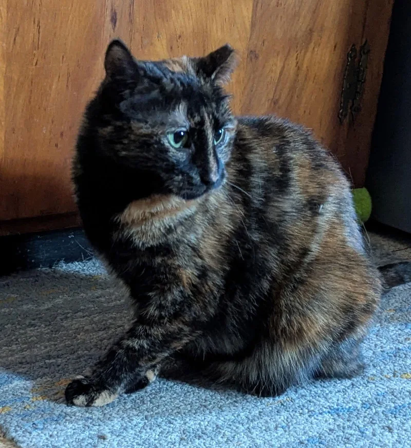 An adult medium-sized female American Shorthair cat named Amethyst for adoption in Harrisburg, PA