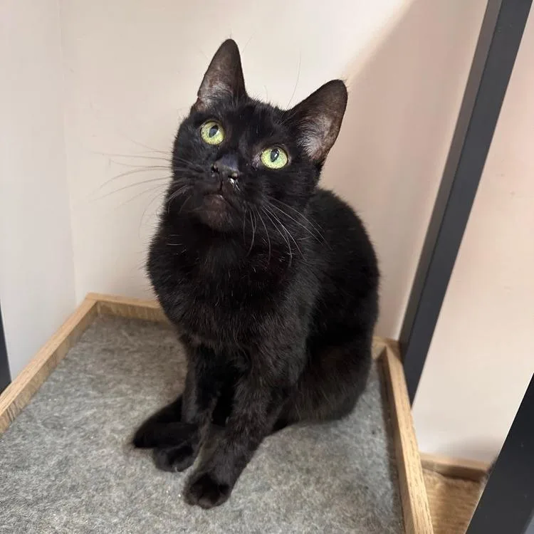 A senior small-sized female Domestic Short Hair cat named Myrtle for adoption in Greensburg, PA