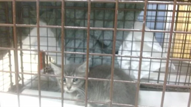 A baby small-sized female Domestic Short Hair cat named Cookie for adoption in Miami, FL