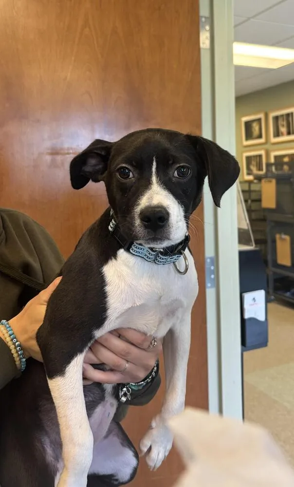 A baby small-sized female Tricolor (Brown, Black, & White) Beagle dog named Bonnie for adoption in Kalamazoo, MI