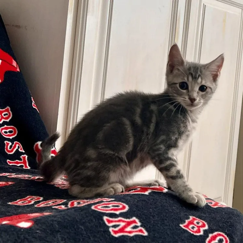 A baby medium-sized male Gray / Blue / Silver Domestic Short Hair cat named Birria for adoption in Candler, NC
