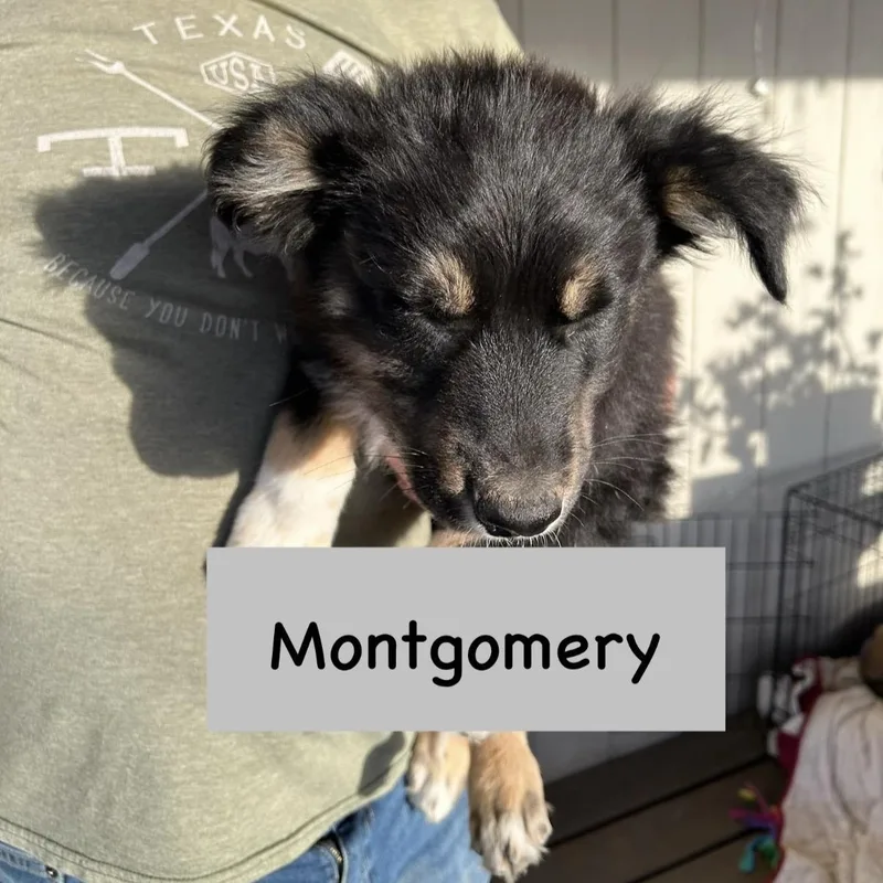 Montgomery
