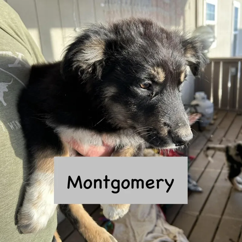 Montgomery thumbnail 2